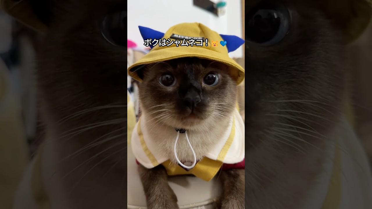 【おしゃべり猫】シャム猫の可愛さがわかる1分解説