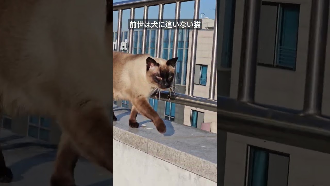 今日も欠かさずお散歩する猫さん #シャム猫ひおろ #cat