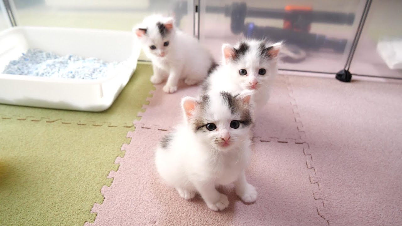 子猫の集会に参加したらミルクをねだられる【赤ちゃん猫　保護猫】