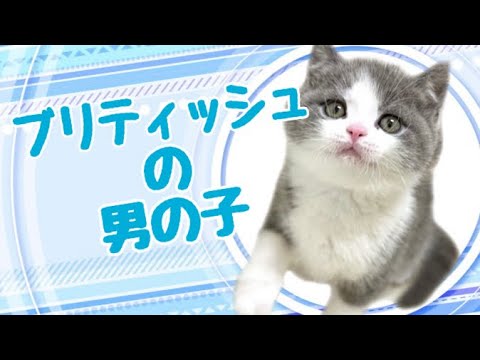 ブリティッシュショートヘアの子猫　（平野瓜破）