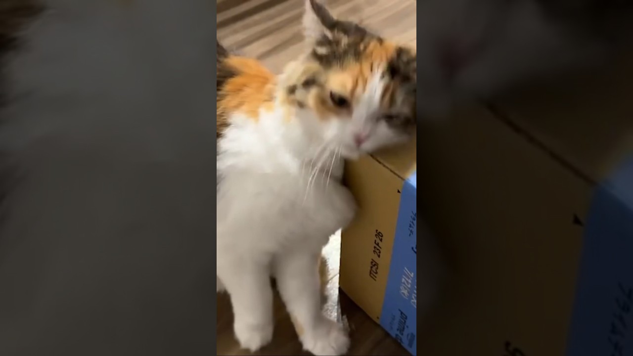 嬉しくて、うずうず🐱💕#子猫#猫動画#cat#calico#マンチカン#子猫成長記録