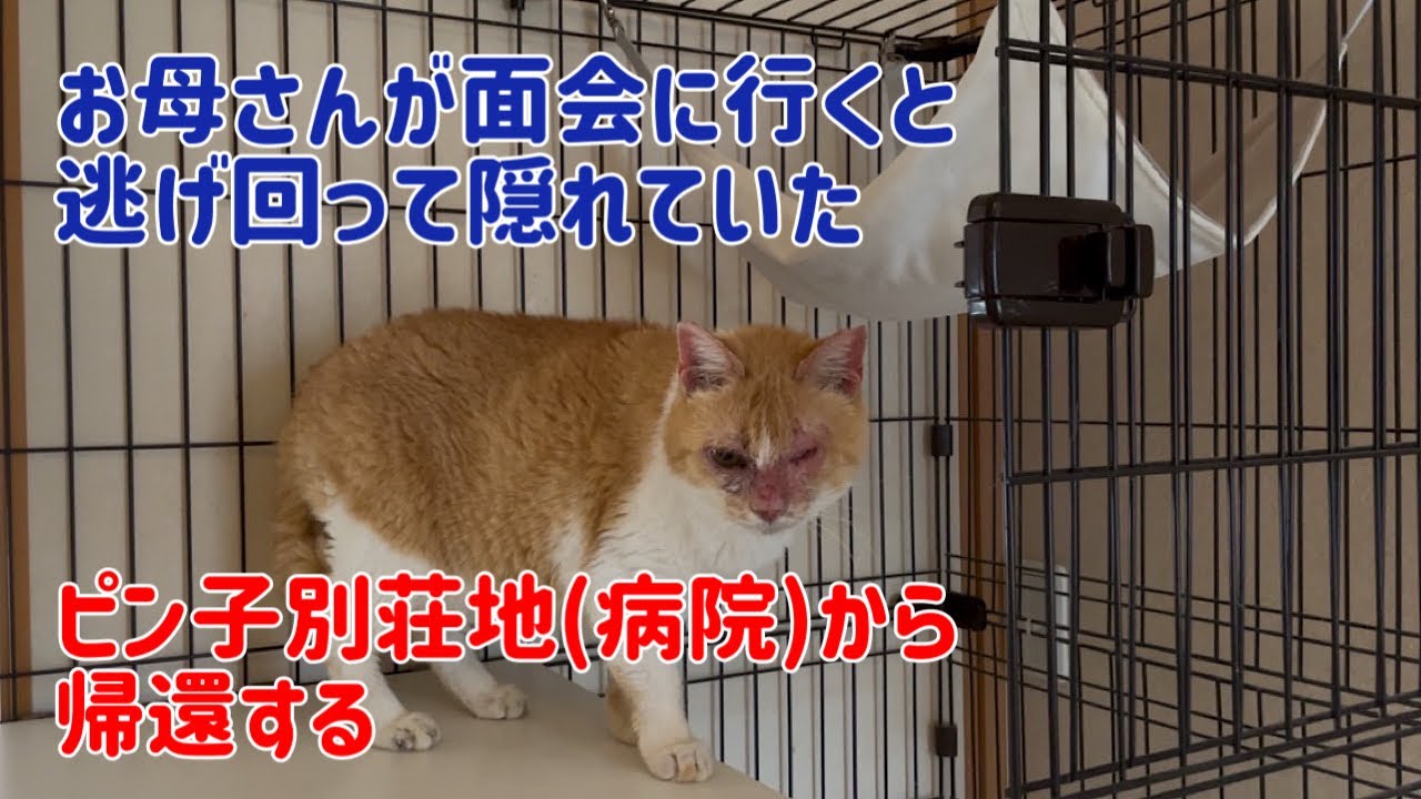 無事退院し、久しぶりに代表宅に帰って来たピン子の様子