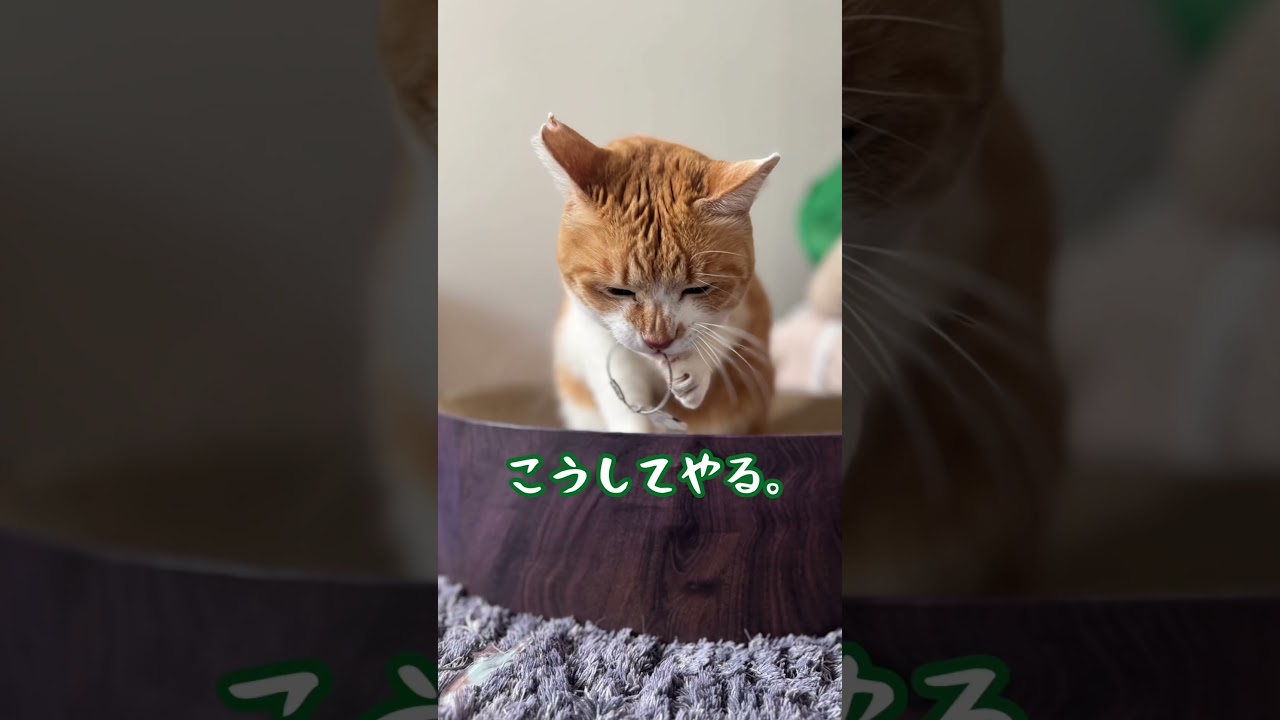 OIOIとのコラボ第二弾#元野良猫チャチャ #猫武将 #pr #まるいねこフェス#ネコ #ねこ #猫 #チャチャ