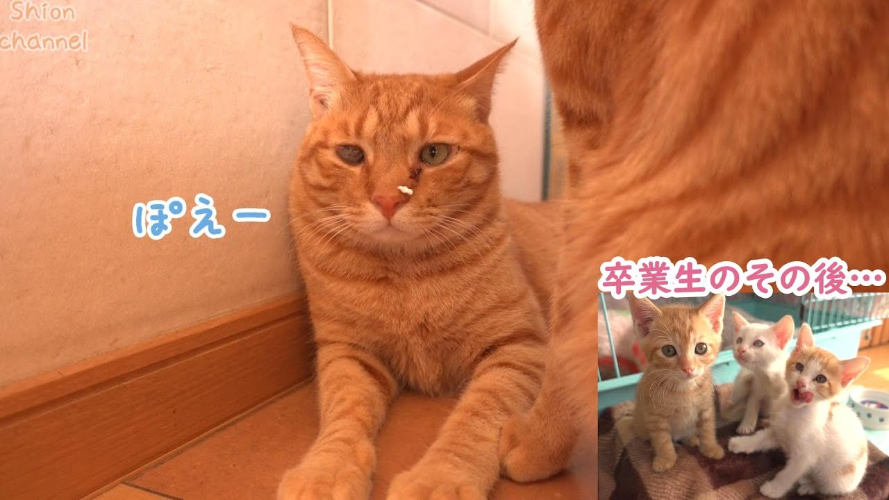 おーい、猫砂ついてるよ～ ＆ 「モネの睡蓮」３姉弟のその後…