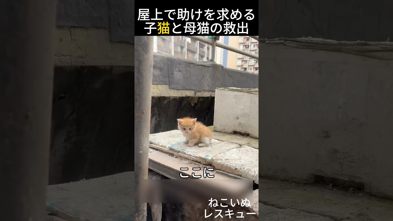 屋上で助けを求める子猫と母猫の救出