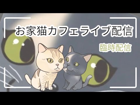 お家猫カフェライブ配信(臨時)