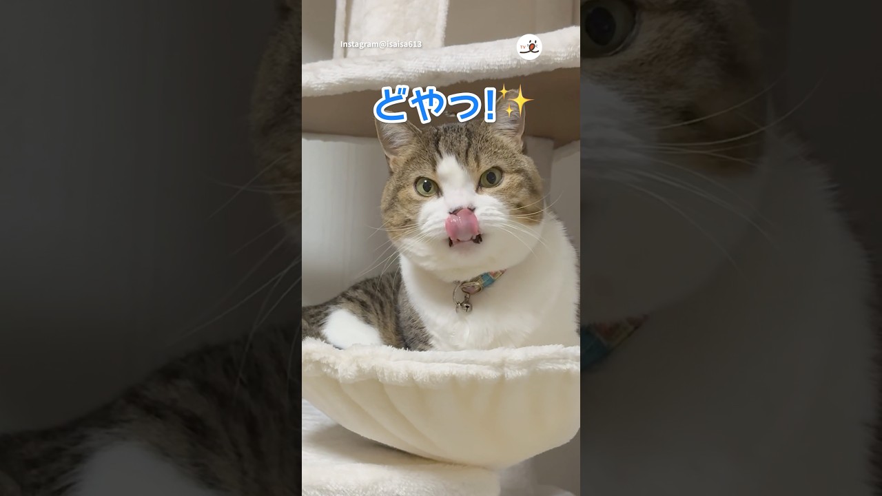 危なかったけどドヤ顔でなんとかなった｜PECO #マンチカン #キジ白 #猫 #愛猫家 #猫のいる暮らし #munchkin #cat #catlover #catlife