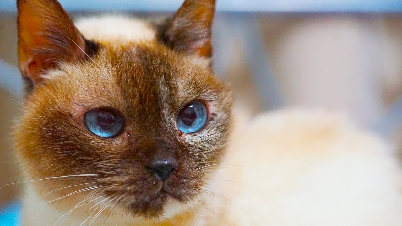 縁に生きたさすらいの猫、旅路の果てに眠りにつく The guiding-cat 'Choco',R.I.P.