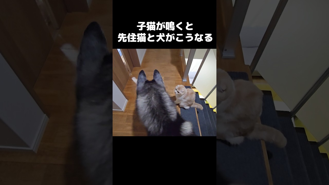 子猫が鳴くと先住猫と犬が心配でこうなります...#shorts
