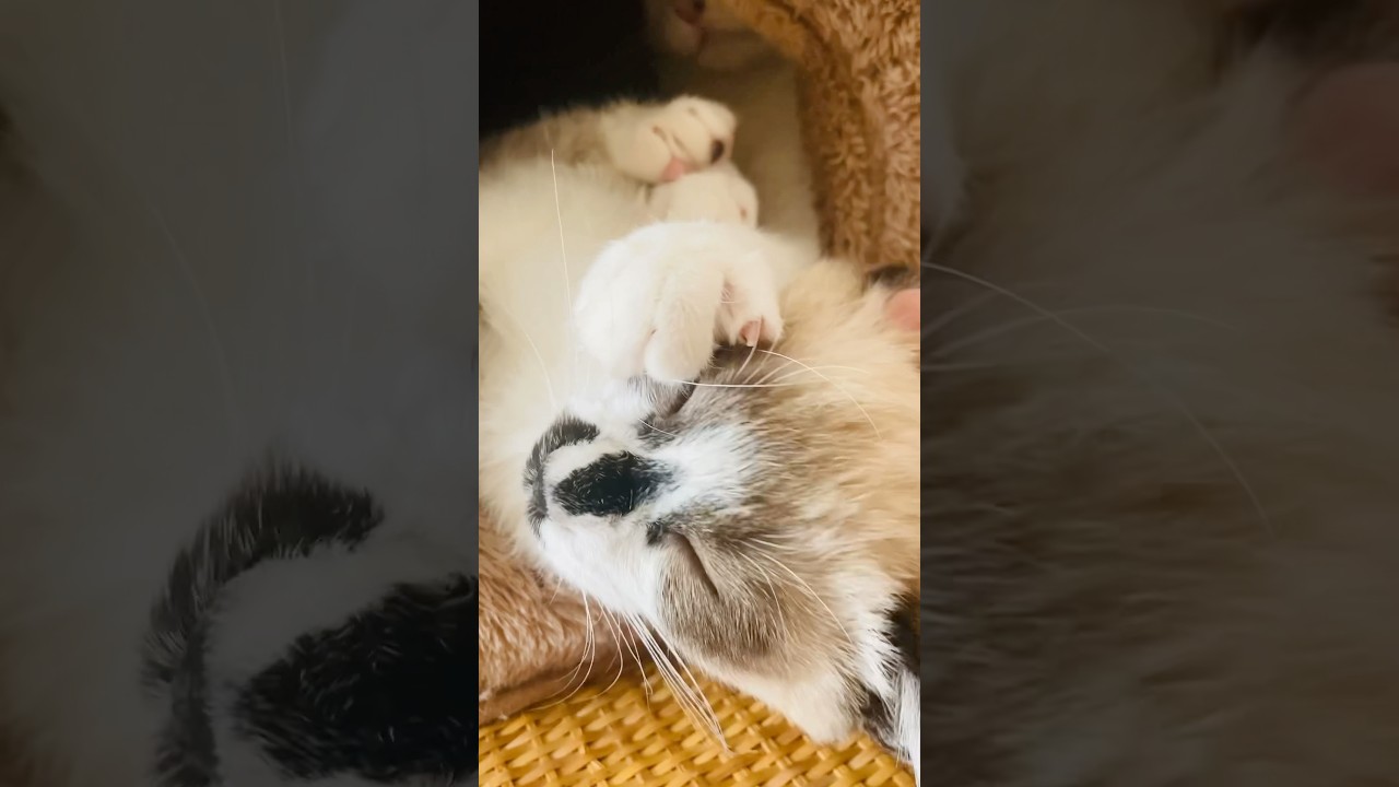 何ニャンいるでしょうか⁉️#雪月花#子猫#猫#シャムMIX#play#cat#kitten