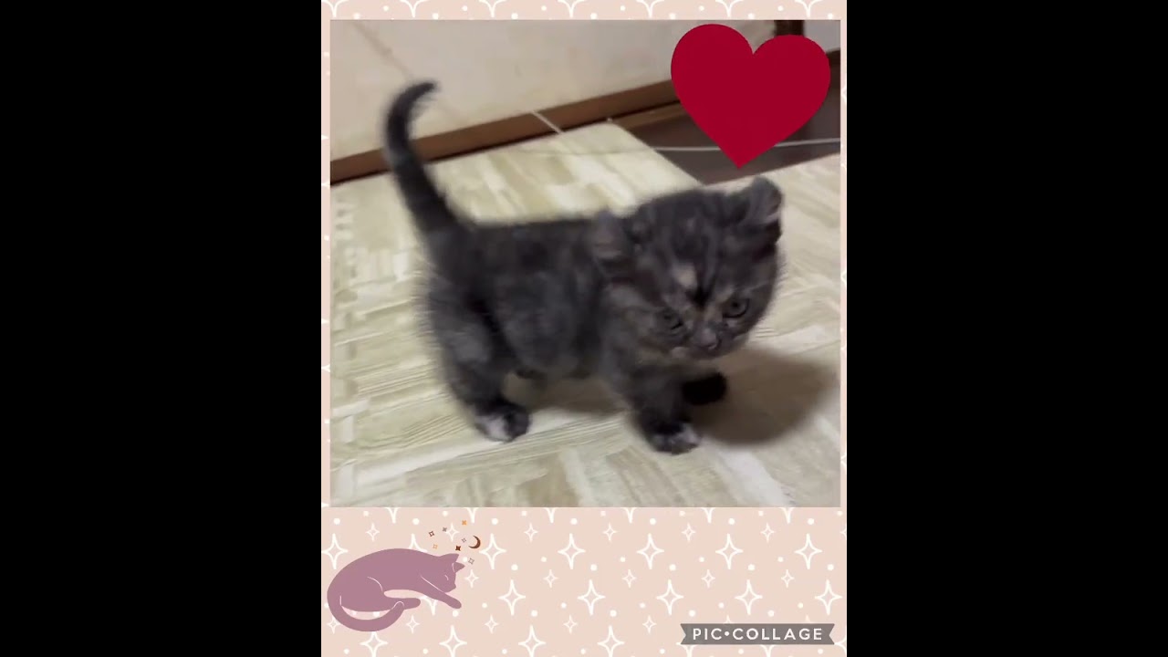 父　ｷﾝｶﾛー　母　ｱﾒﾘｶﾝｼｮｰﾄﾍｱ　ﾐｯｸｽの女の子