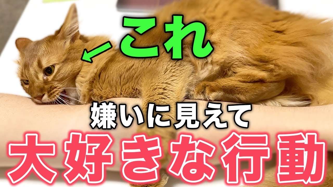 嫌われてる？と思ったら実は大好きを伝えている猫の行動9選