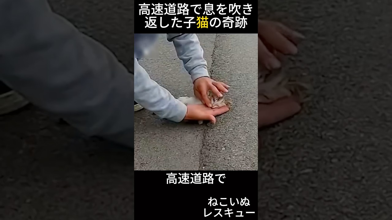 道路で保護された子猫！元気を取り戻す