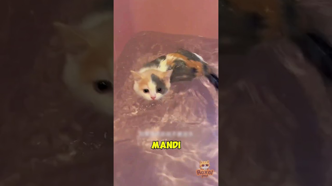 MAJIKAN MANDI BARENG TANPA DRAMA #shorts #cat #funnypets #video #viralvideo