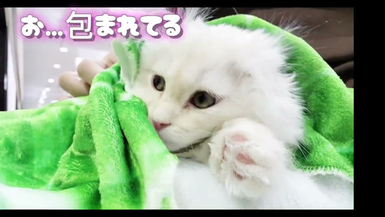 【スコティッシュフォールド】お膝の上が大好き！