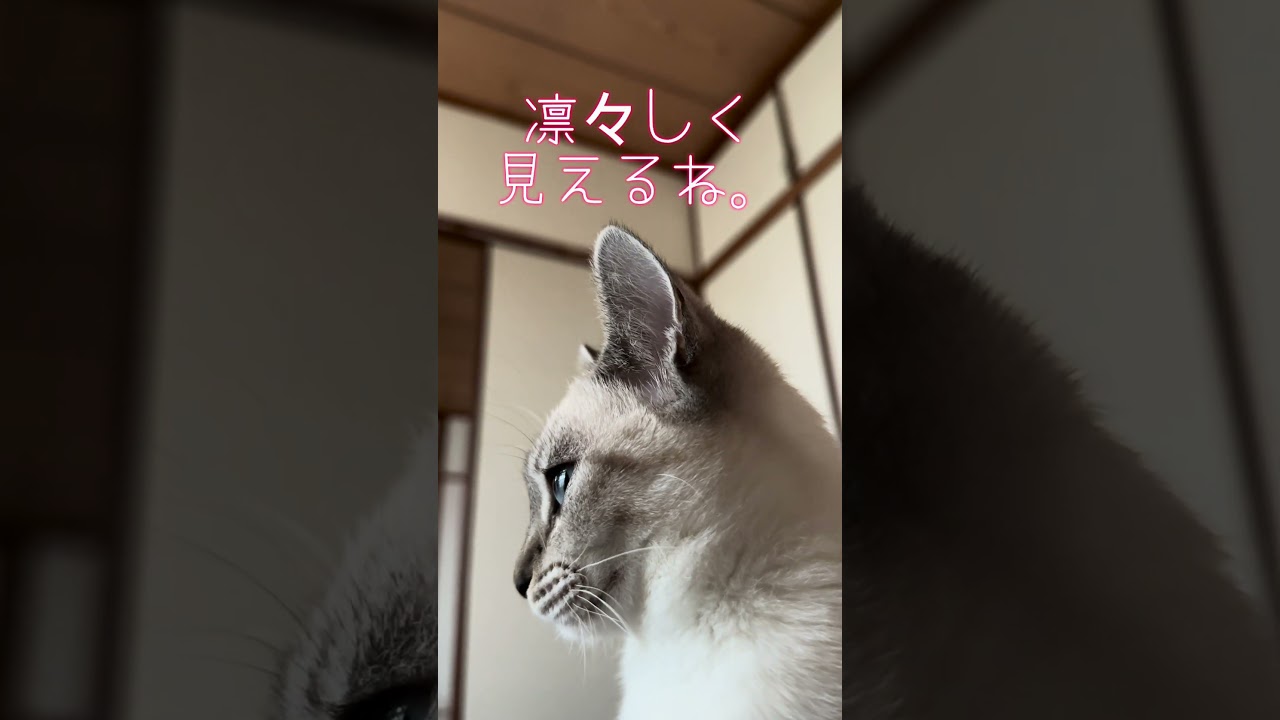 仔猫の凛々しい横顔。#シャムトラ #シャムミックス