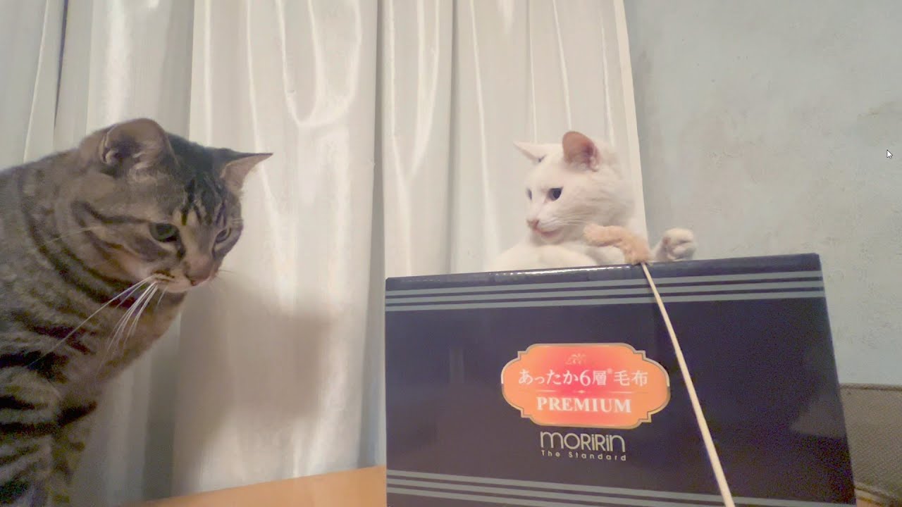 キジトラに気づいた瞬間楽しくなくなる猫