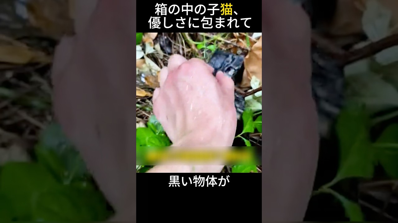 箱の中の子猫、優しさに包まれて
