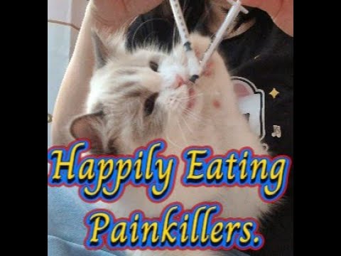 After spaying, happily eating painkillers! Watch as we give medicine to Joy, a 7-month-old Ragdoll.