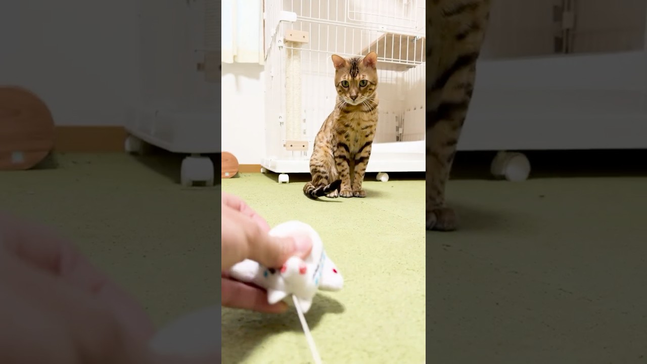 猫が新しいおもちゃを発見したらこうなります