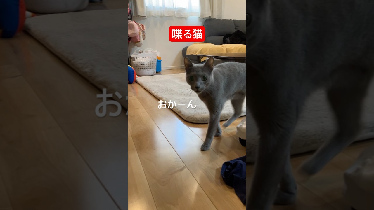 完全に喋る猫#ロシアンブルー #猫