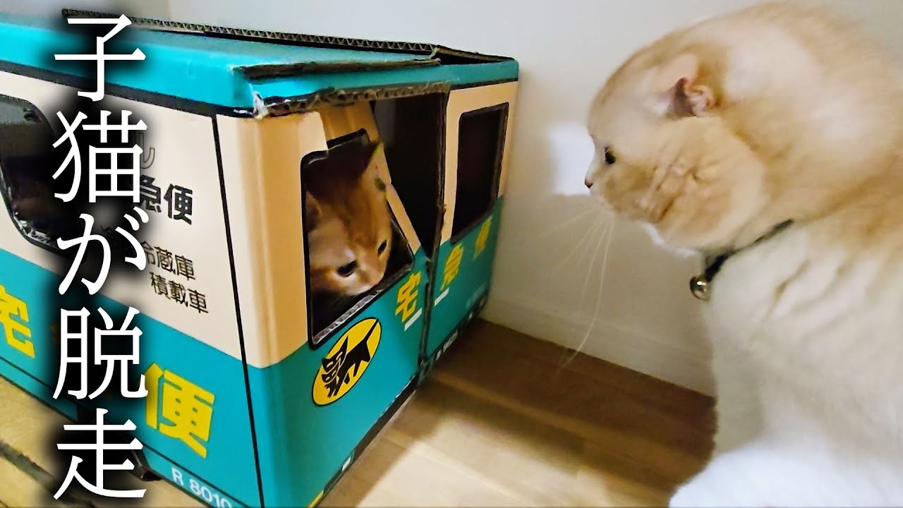 子猫が脱走して大変なことに...