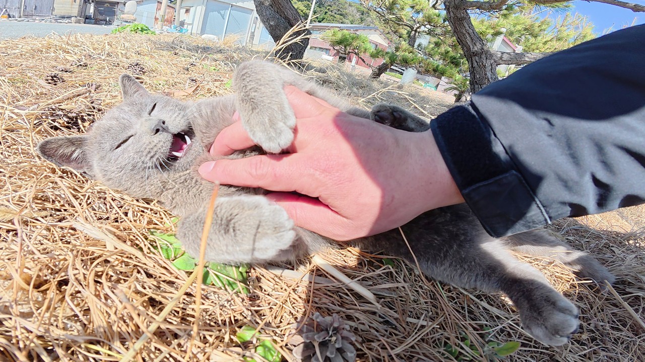 ロシアンブルーみたいな猫が「気安く触るな～」と反抗してきた