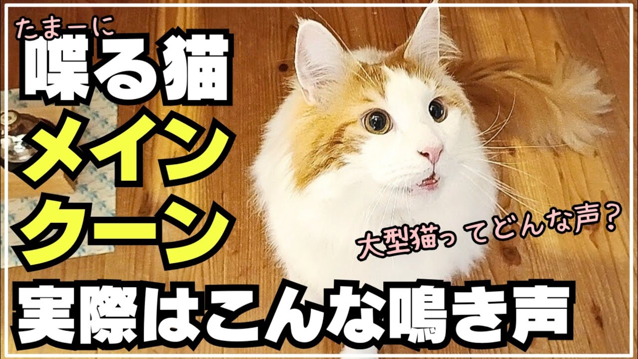 【鳴き声】メインクーンの意外な鳴き声に癒される日常