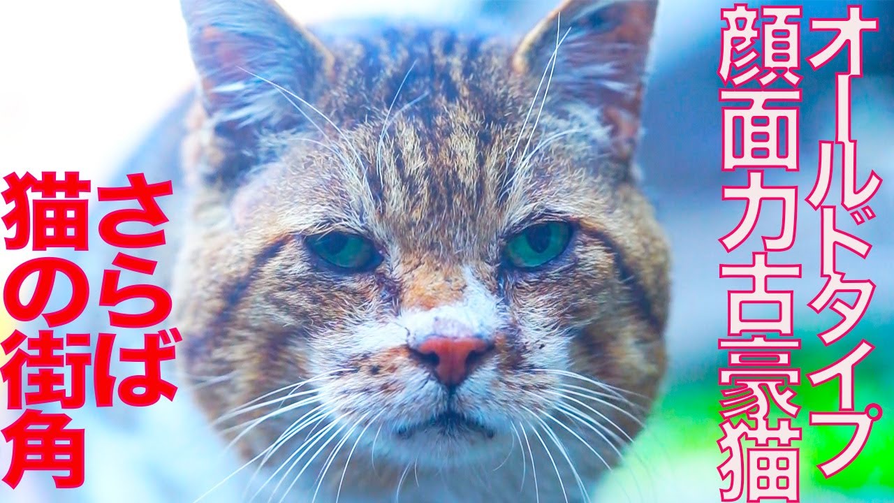 圧倒的顔面力の古豪猫、その去り行く街角 The older-generation-cat had gone