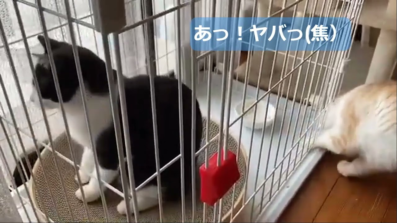 孤独のグルにゃん #スコティッシュフォールド #里親 #食いしん坊 #猫のいる暮らし