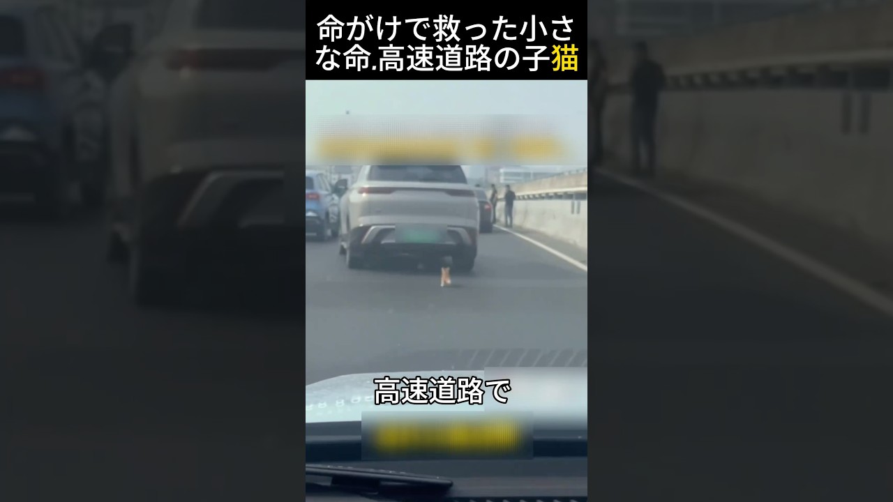 命がけで救った小さな命,高速道路の子猫