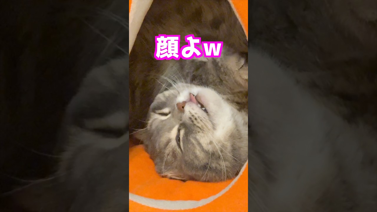 寝顔ヤバい猫　#マンチカン