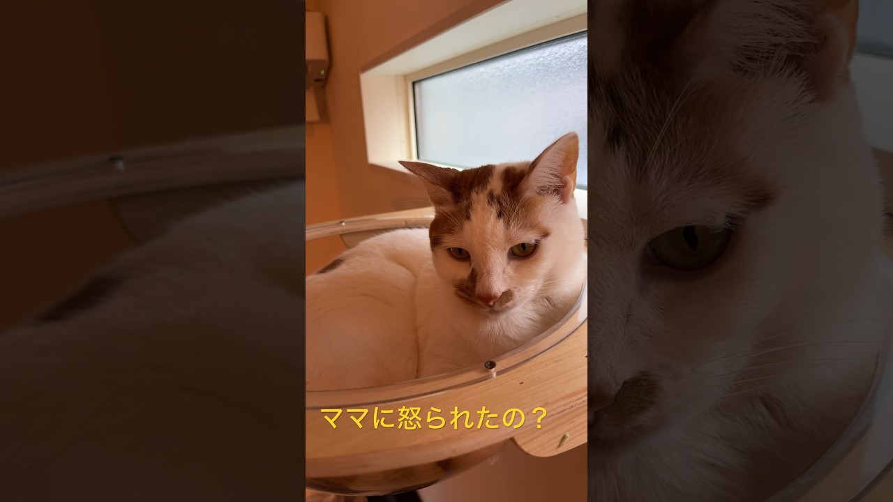 ママに怒られたの？ #猫 #cat #保護猫 #いつもと違うところ気づいた #日本猫