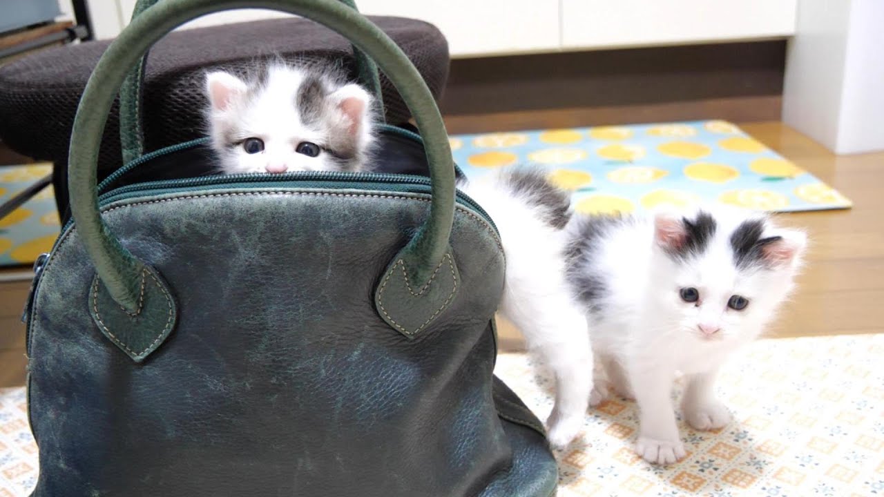 ママのカバンにコッソリ隠れてお出かけを目論む子猫【赤ちゃん猫　保護猫】