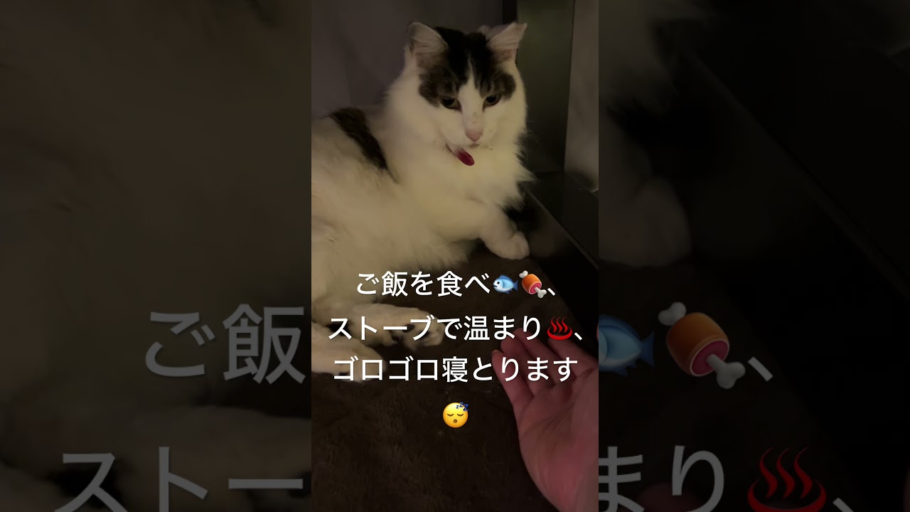 しゃべらなくなった野良猫警備員🐱🚔葵ちゃん