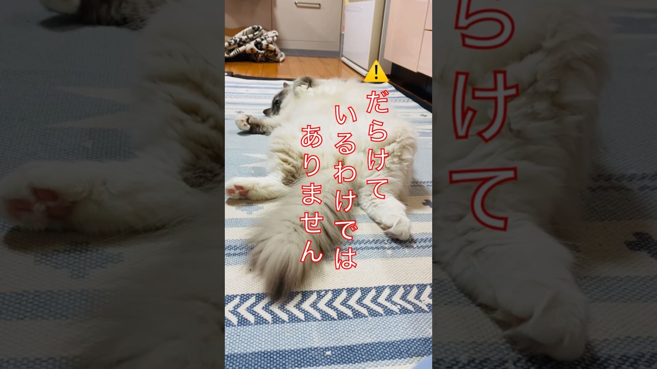 【anela】だらけている訳ではありません#猫 #ラグドール #shorts