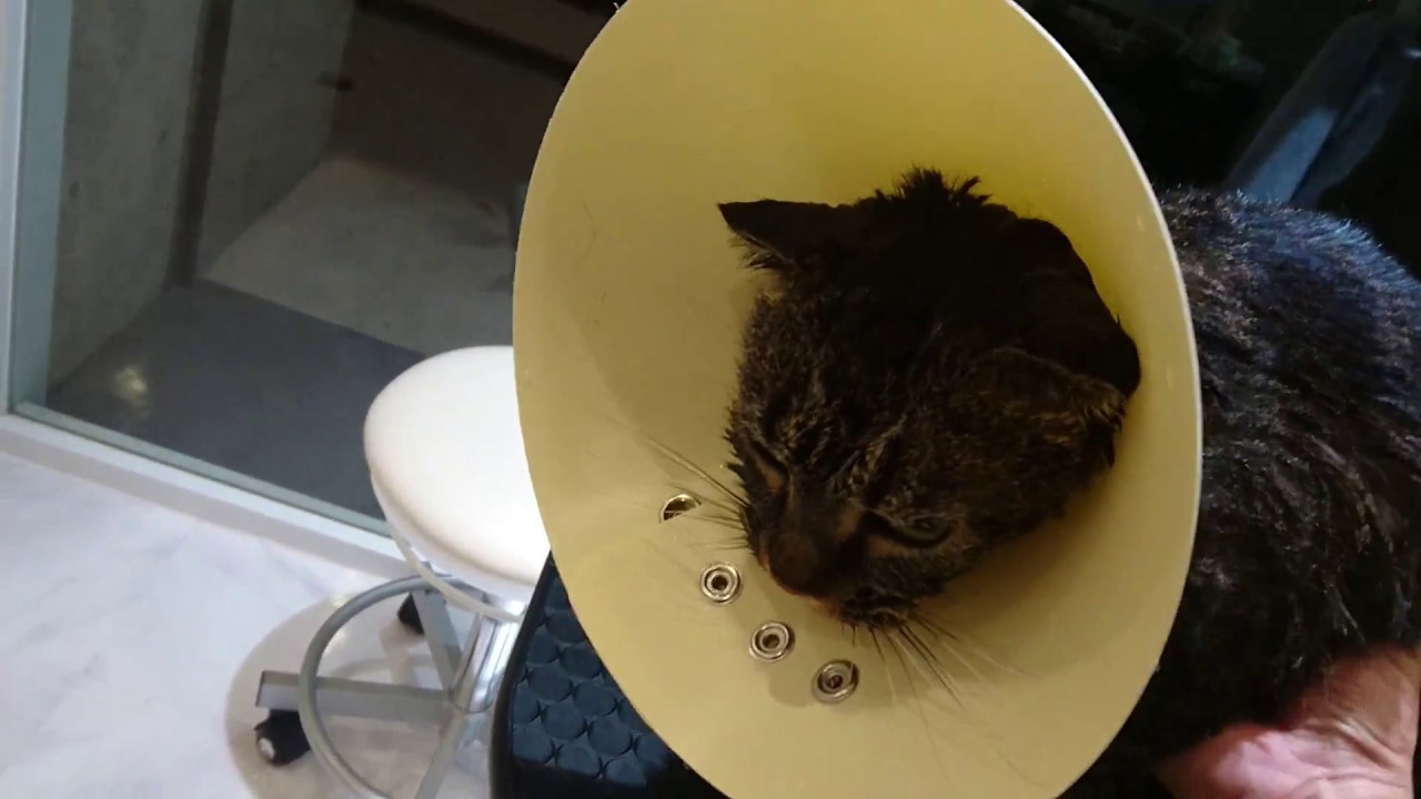 Drying.EgyptianMau & ScottishFold mix.エジプシャンマウとスコティッシュフォールドハーフのドライヤー