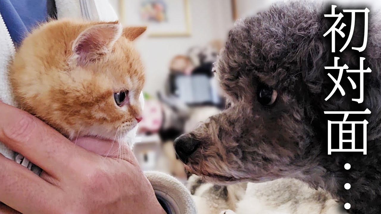 子猫と犬が初対面した結果大変なことに...