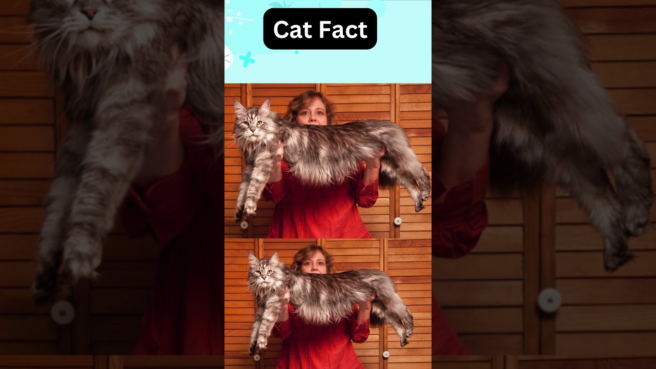 How Stewie Became the Longest Domestic Cat Ever Recorded #Stewie #CatRecords #MaineCoon