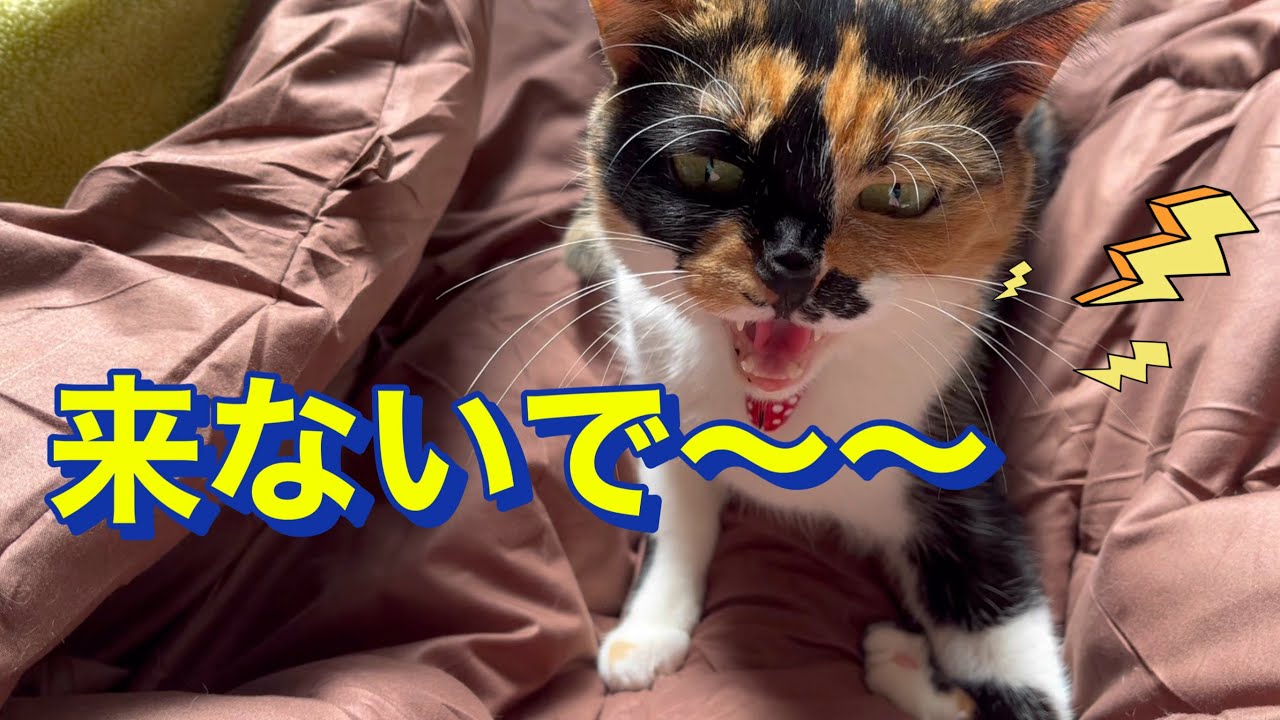 猫に嫌われている訳ではないです🙄