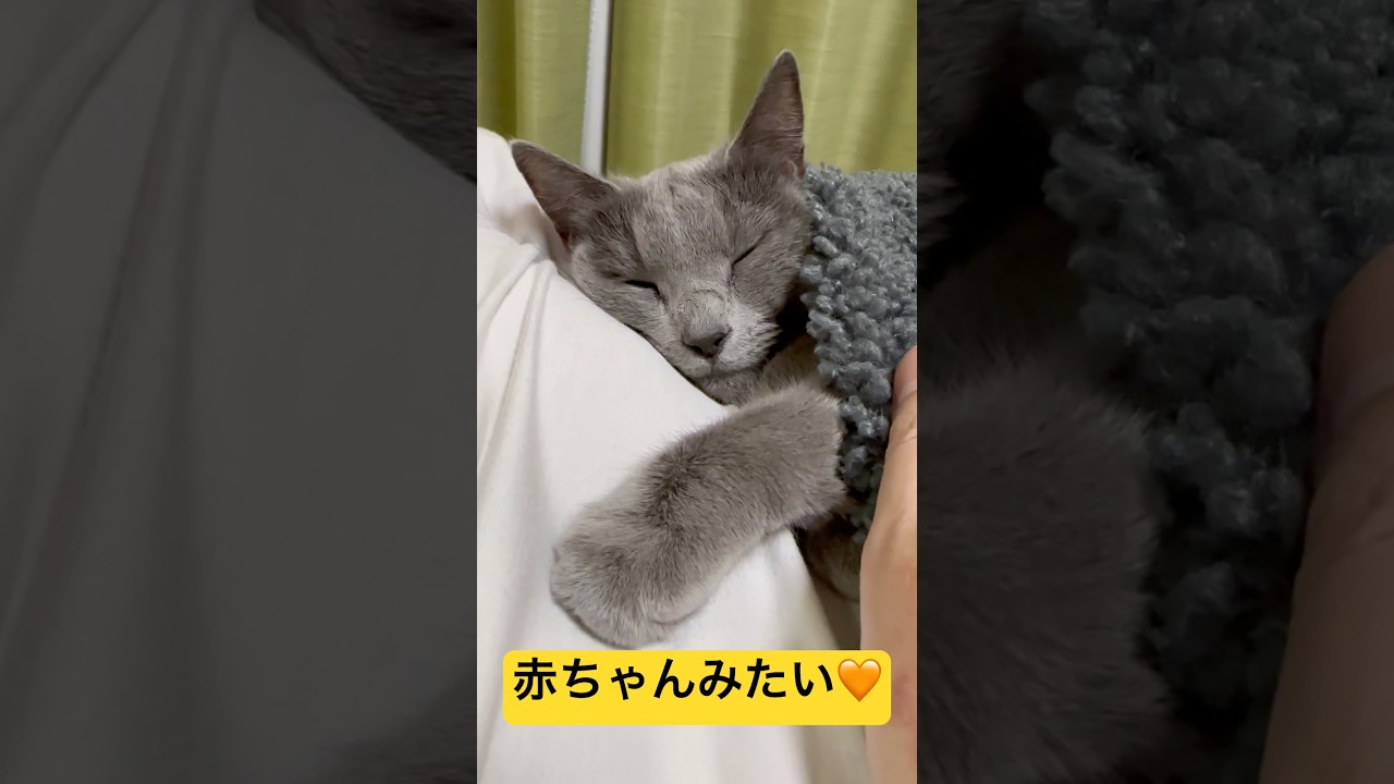 【猫ロシアンブルー】そらちゃん❤️赤ちゃん返りして超甘えん坊❤️#shorts