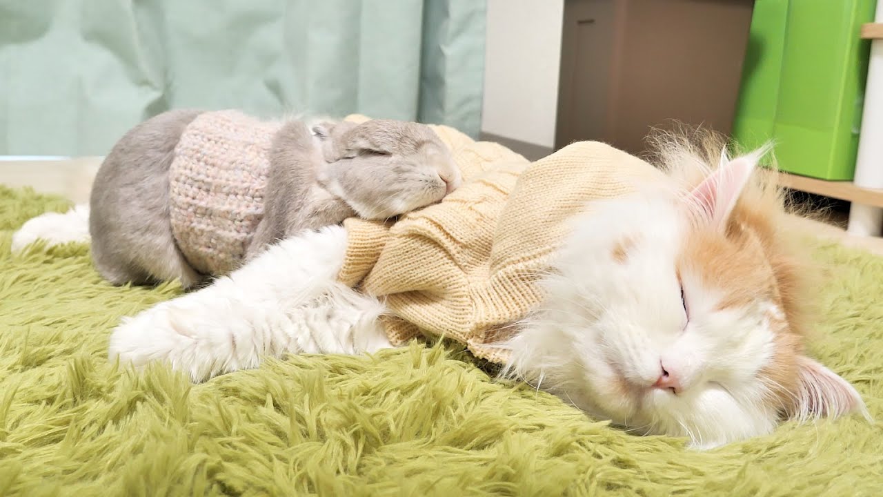 ニットセーターを着た猫が暖かすぎて離れられないうさぎさん