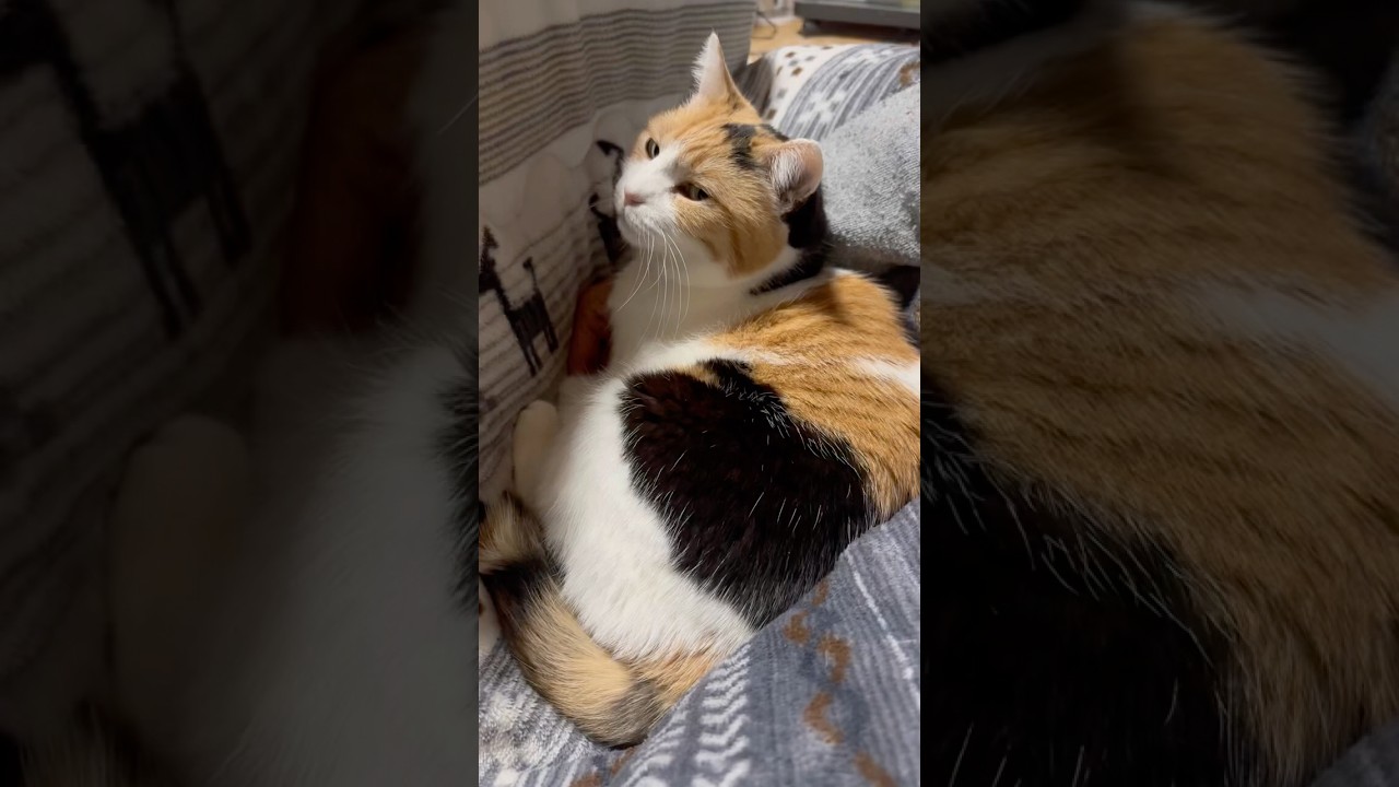 【三毛猫】こたつの中に行きたいミケ