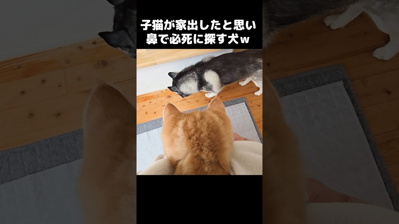 子猫が家出したと思い鼻で必死に探す犬がこちら...笑#shorts