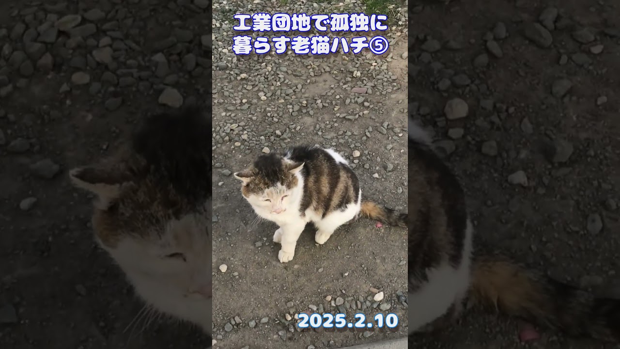 【野良猫】工業団地で孤独に暮らす老猫ハチ⑤倉庫に迎えに来たの。