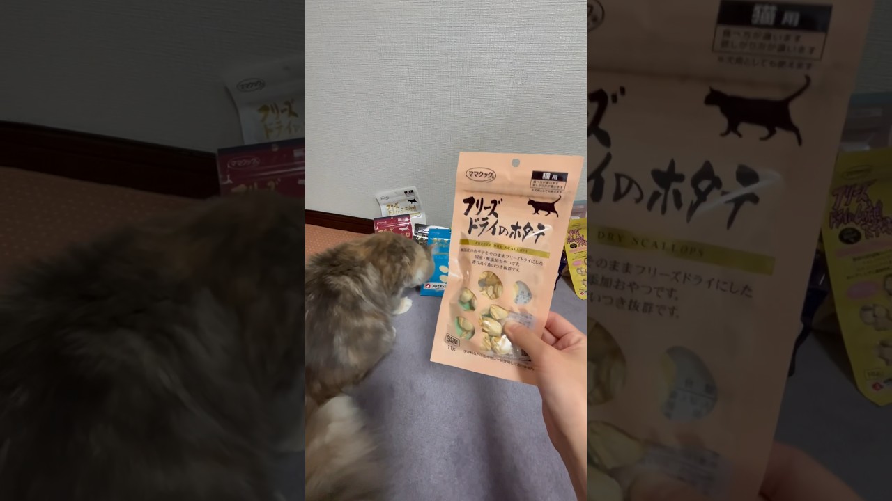 ママクックのおやつもう食べたかニャ? #サイベリアン #子猫 #ママクック #おやつ #ご褒美 #猫 #猫のおやつ #レビュー