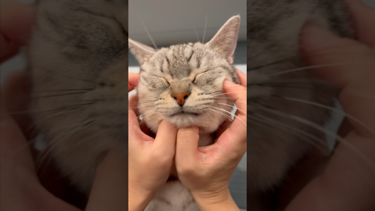 ママ帰宅が嬉しくてトロけちゃう猫!! #shorts #猫 #cat