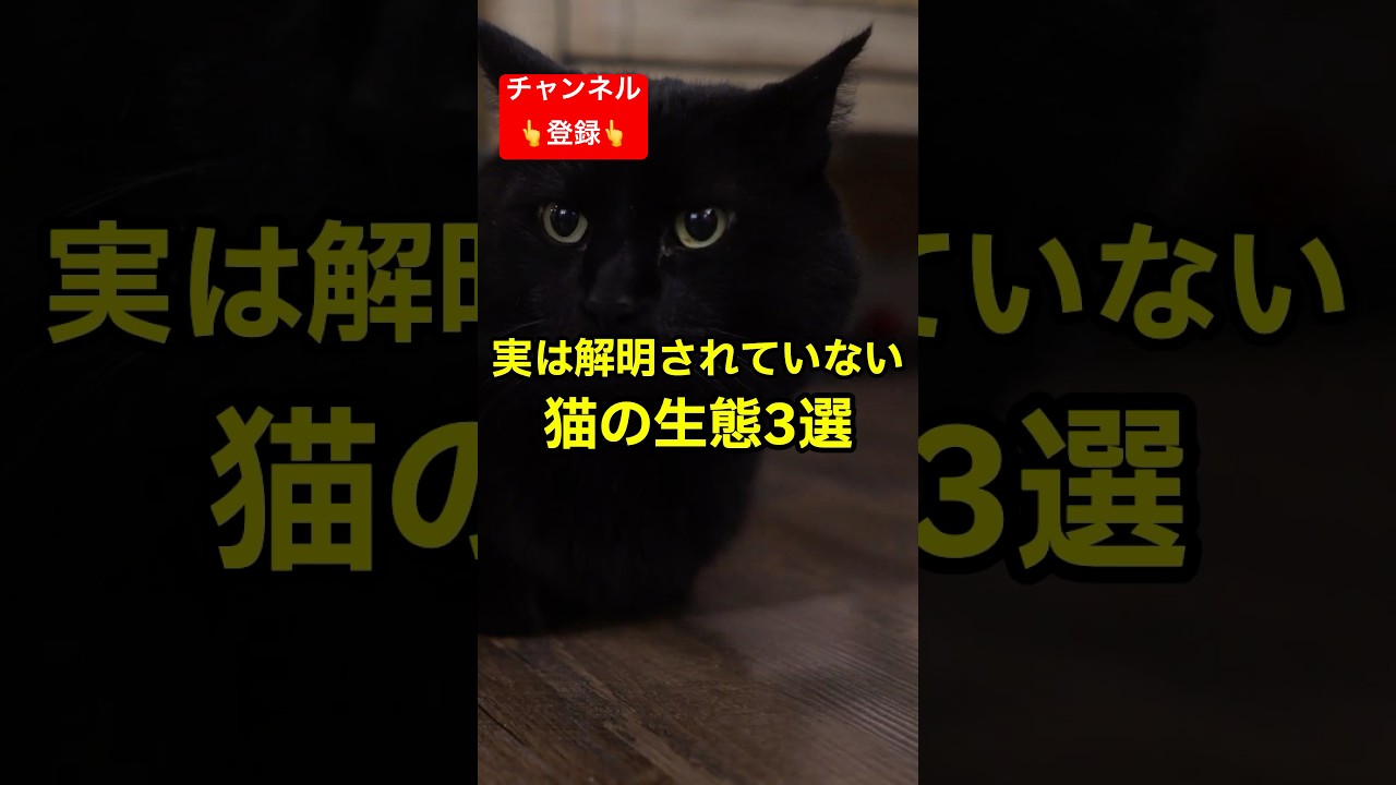 実は解明されていない猫の生態3選 #shorts #雑学 #豆知識 #猫 #猫好き #cat #猫動画