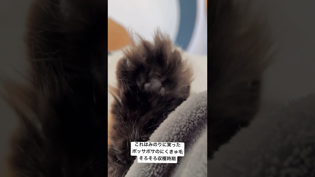 見納めポッサポサおてて #サイベリアン #猫 #おてて