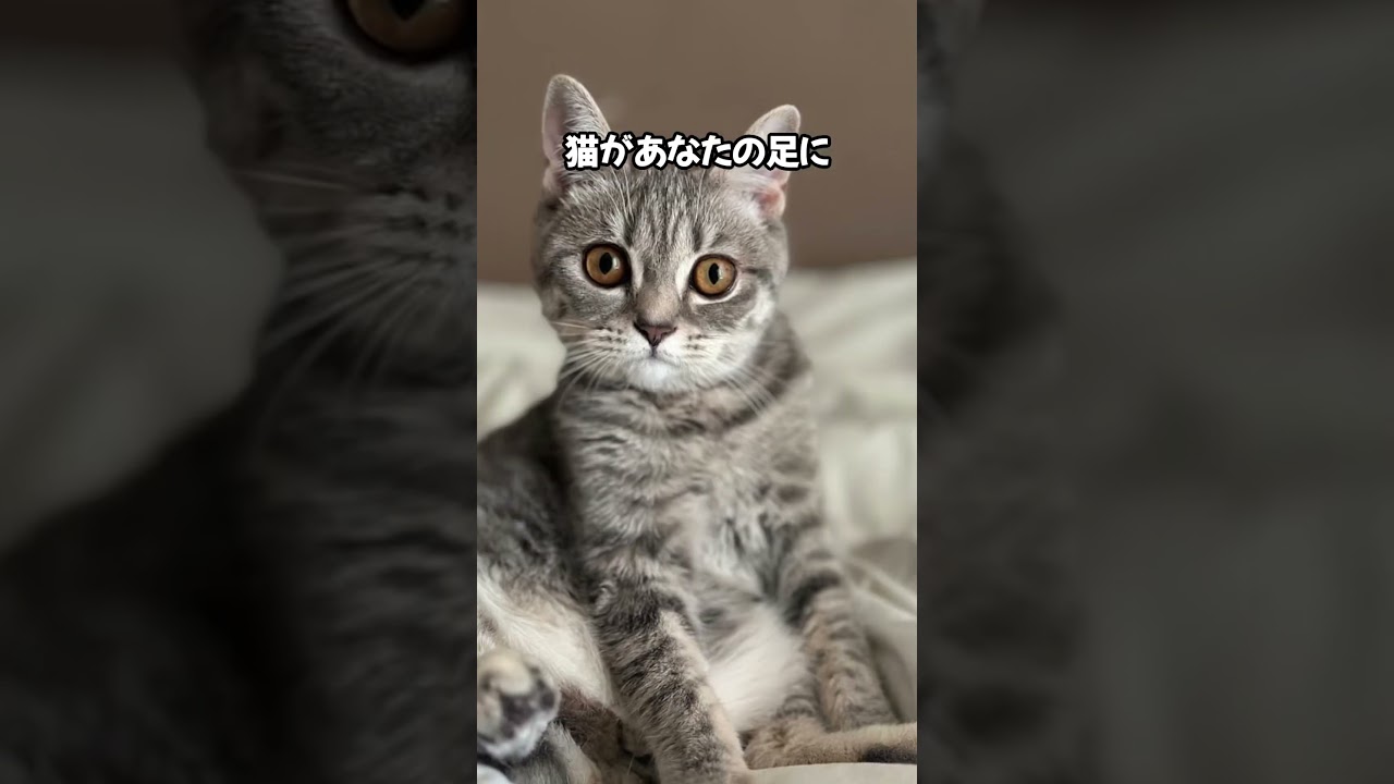 信じなくてもいいよ。 #cat #ねこのいる生活 #ねこのいる幸せ #ねこ好きさんと繋がりたい #ねこ大好き #猫動画 #子猫